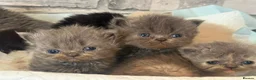 Persian cats for sale: Adorable Persian kittens  - Advert 6