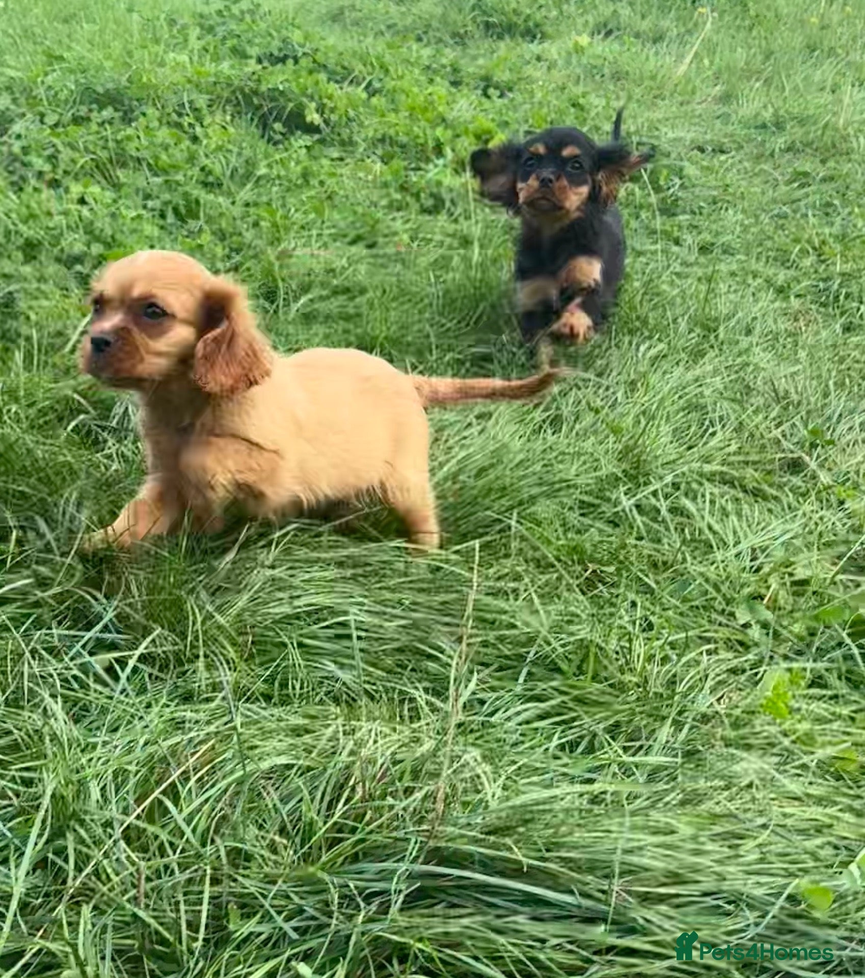 Cavalier King Charles Spaniel dogs Beautiful Cavalier King Charles Spaniel Puppies  - Advert 2