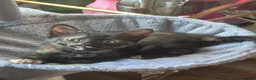 Domestic Shorthair cats for sale: Kittens for sale  - Advert 1