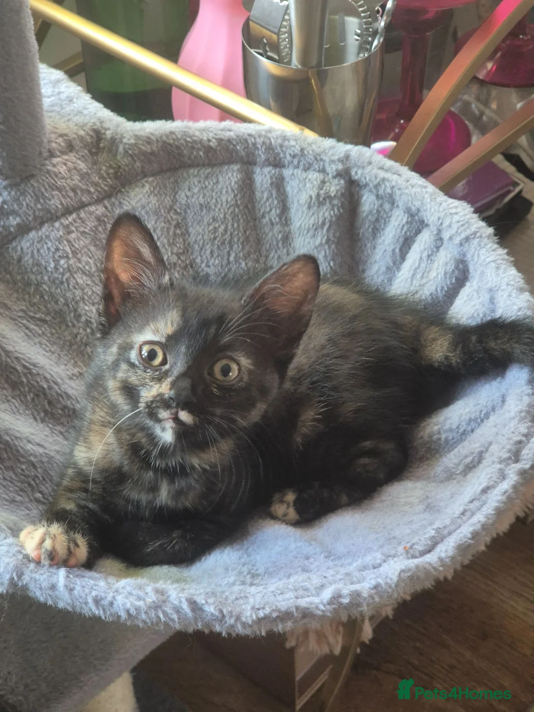 Domestic Shorthair cats for sale: Kittens for sale  - Advert 1