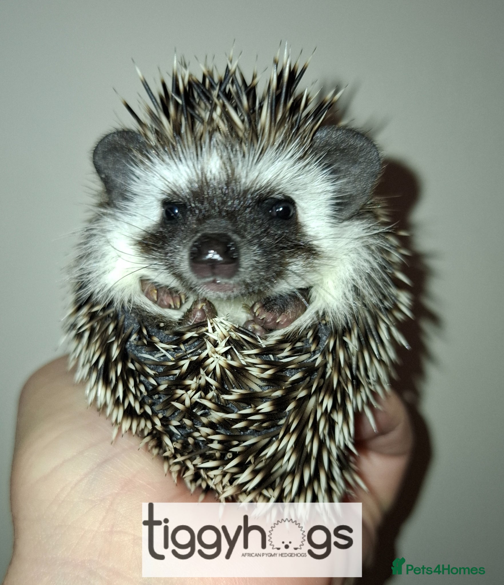 Pygmy Hedgehog rodents New pics added 23/4 male and female available  - Advert 2