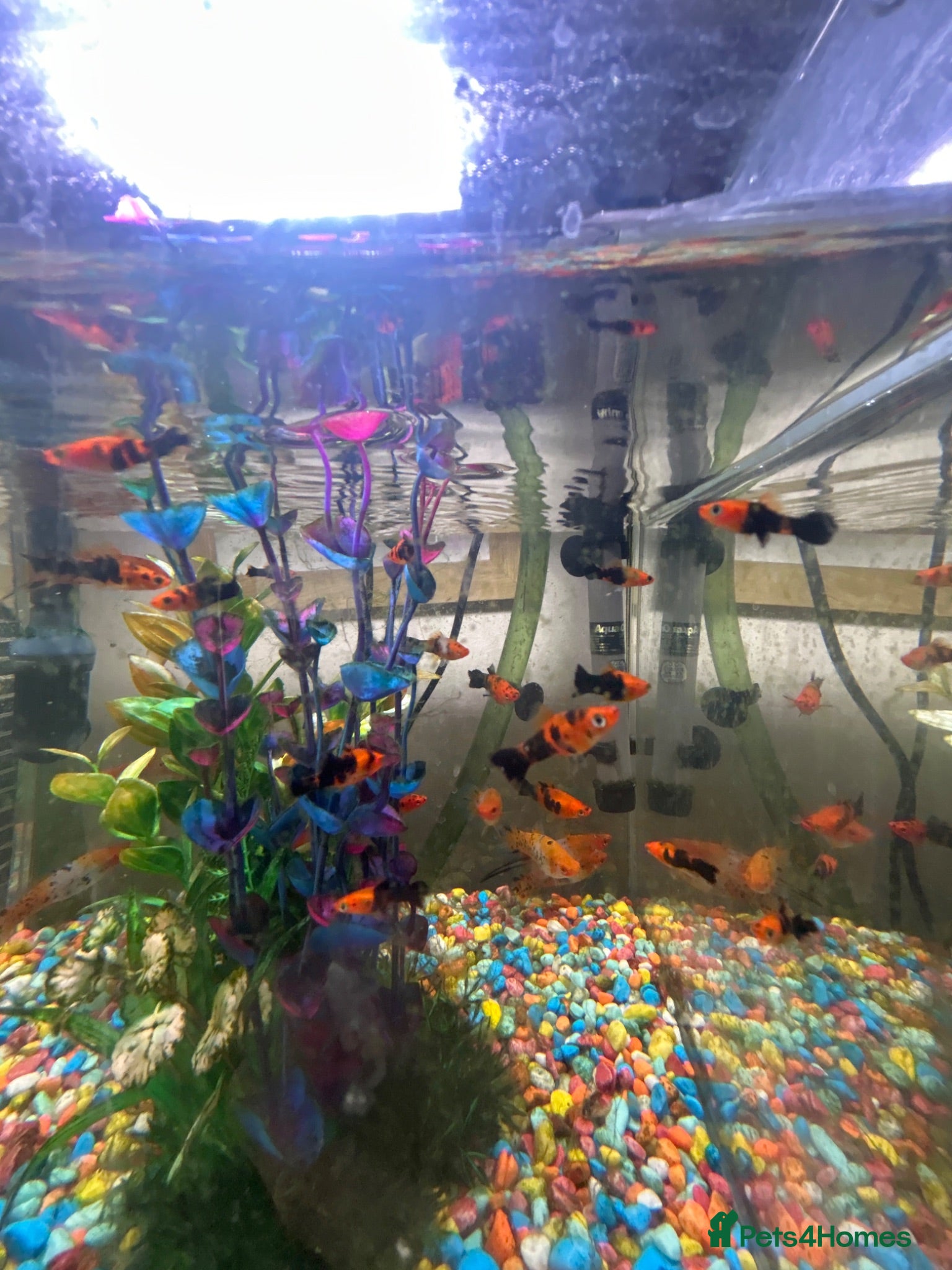 Platies fish Platie,molly,swordtail mixed fish.  - Advert 18