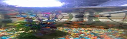 Platies fish for sale: Platie,molly,swordtail mixed fish.  in Malvern - Advert 1