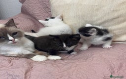 Ragdoll cats for sale: ✨ Three Gorgeous Long-Haired Ragdoll Mix Kittens ✨ - Image 2
