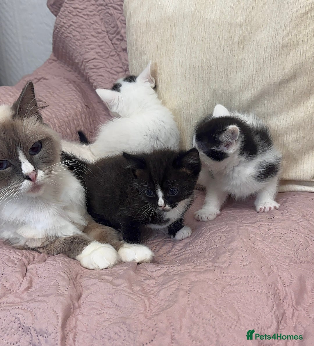 Ragdoll cats for sale: ✨ Three Gorgeous Long-Haired Ragdoll Mix Kittens ✨ - Image 2