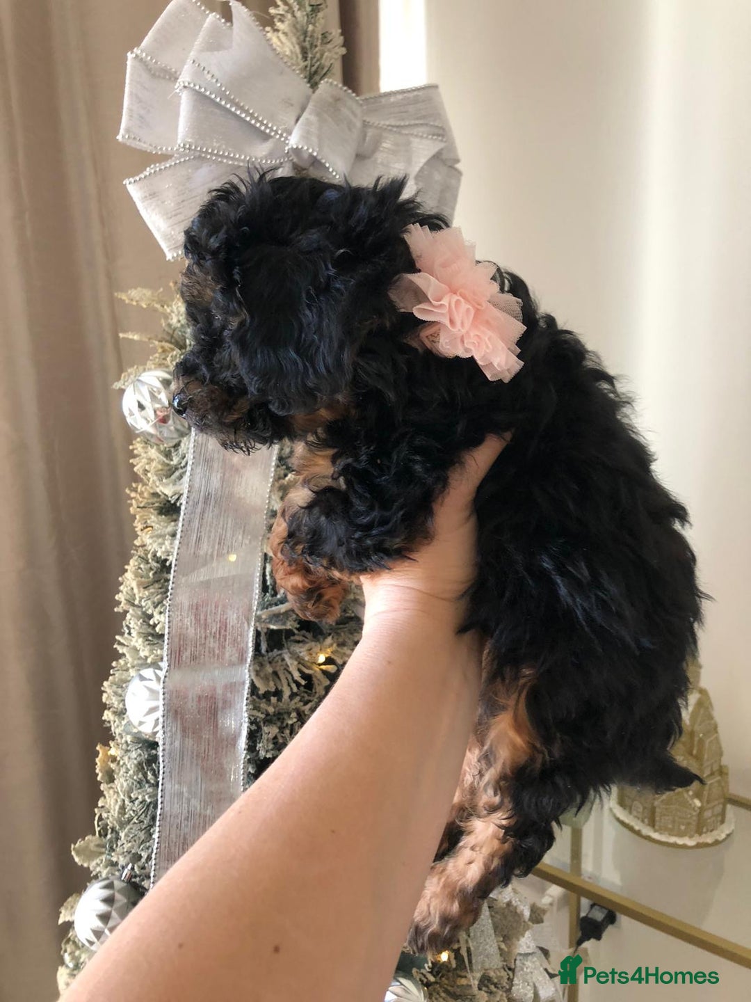 Toy Poodle dogs for sale: 5 toy poodles unique markings  - Advert 15