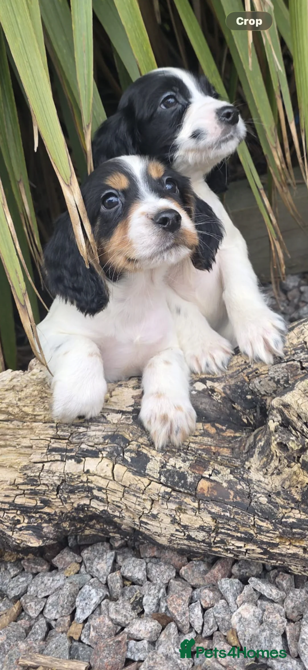 Cocker Spaniel dogs for sale: 🐶Working Cocker spaniels🐶 895!  - Advert 1