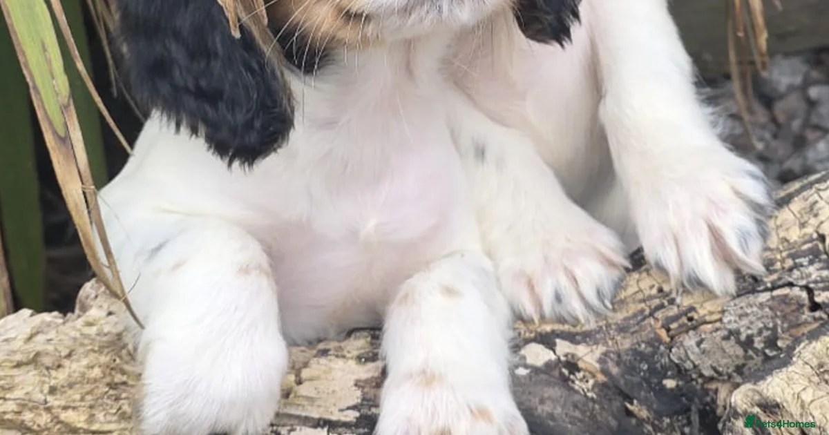 Pet stock dog breeds Puppies for sale | Pets4Homes