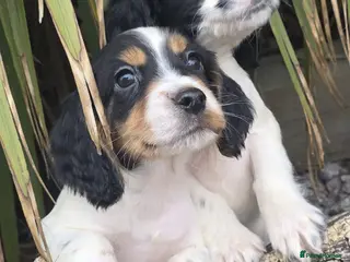 Cocker Spaniel dogs 🐶Working Cocker spaniels🐶 DNA clear - Advert 13