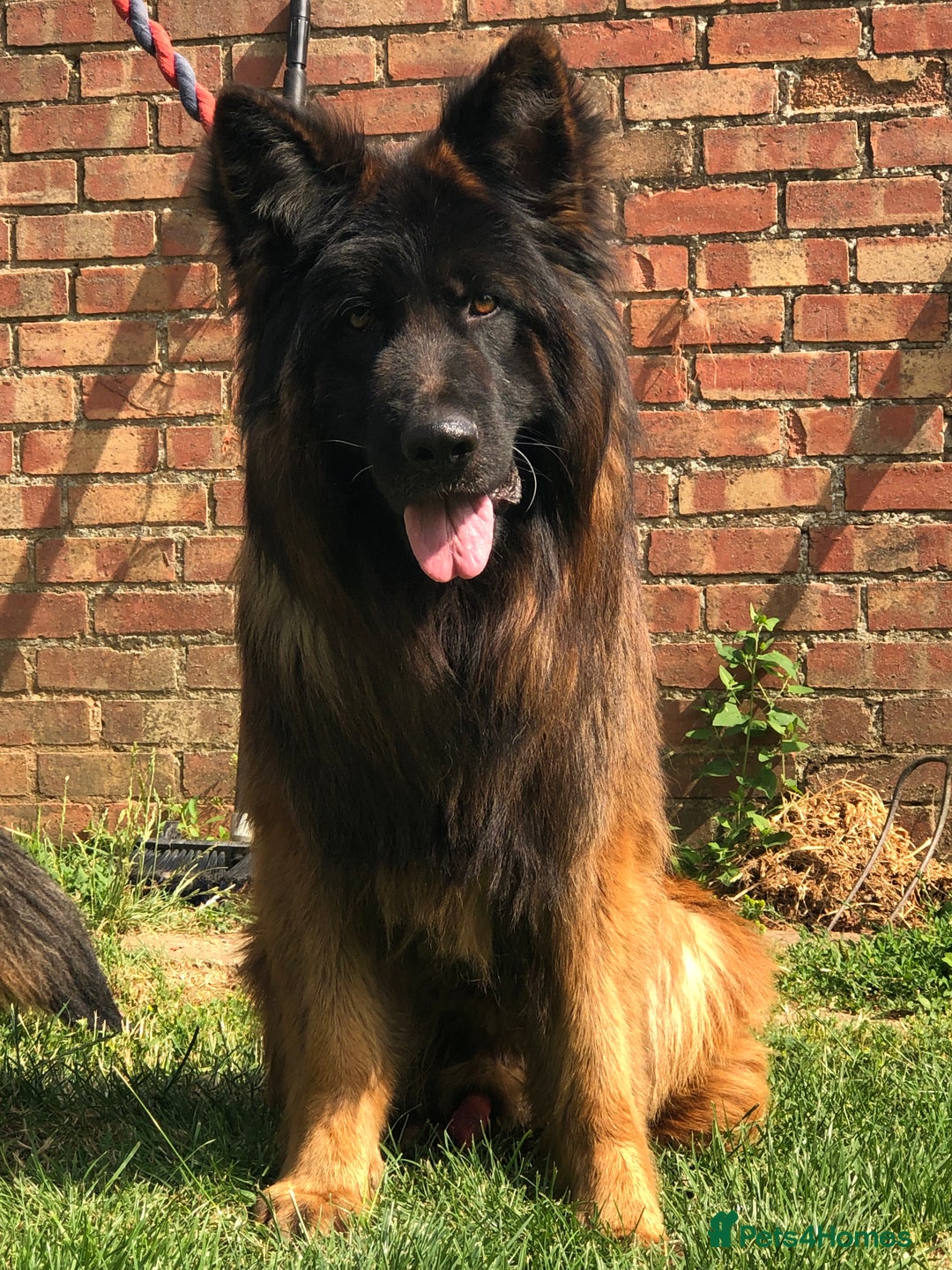 German Shepherd dogs for sale:  kc health tested long haired German shepherd pups - Image 12