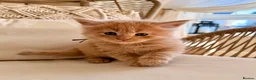 Maine Coon cats for sale: Stunning chunky Mainecoons  in Teignmouth - Advert 22