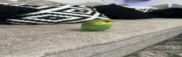 Budgerigars birds for sale: Mixed budgies for sale - Advert 2