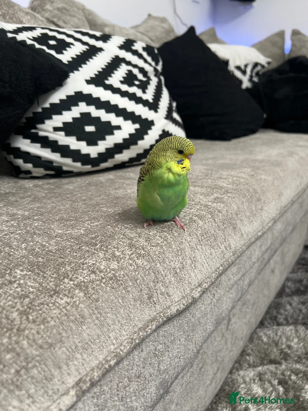 Budgerigars birds for sale: Mixed budgies for sale - Advert 2