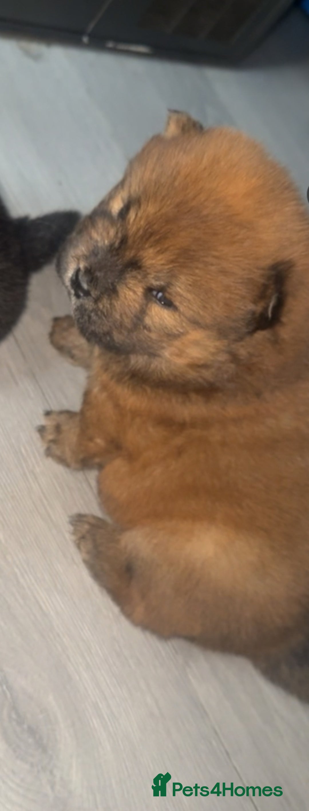 Chow Chow dogs for sale: Chow chow pups - Image 6