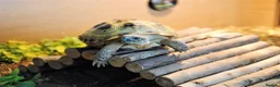 Tortoise reptiles for sale: Tortoise with set up and food - Advert 1