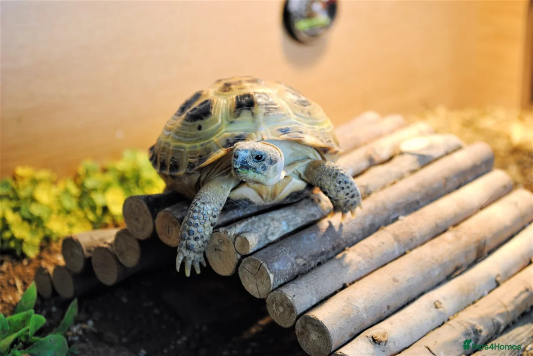 Tortoise reptiles for sale: Tortoise with set up and food - Advert 1