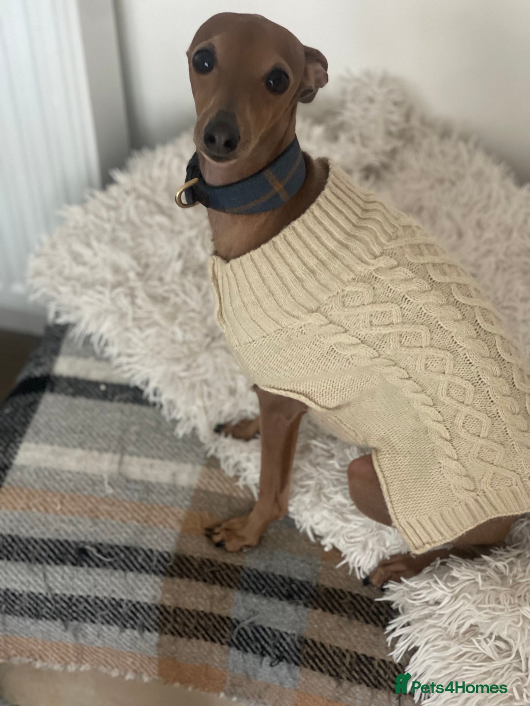 Italian Greyhound dogs for stud: Stud dog . Beautiful Italian greyhound  - Advert 13