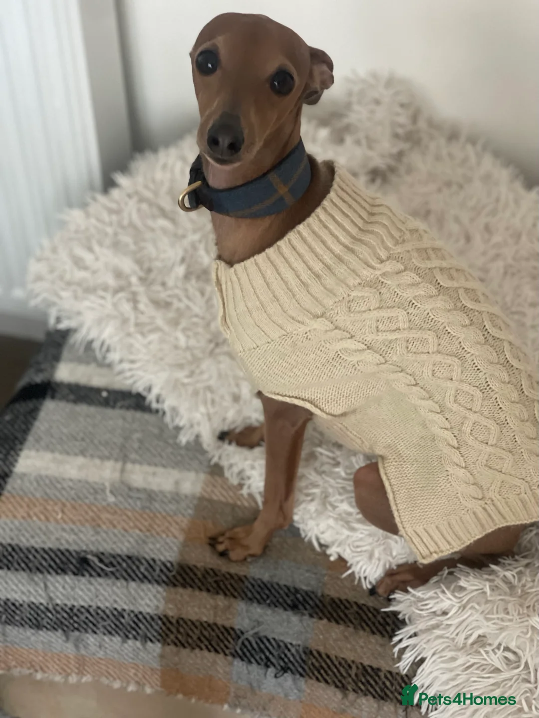 Italian Greyhound dogs for stud: PROVEN Stud dog . Beautiful Italian greyhound  - Advert 13