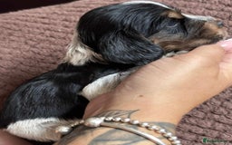 Cocker Spaniel dogs for sale: KC REG SHOW TYPE COCKER SPANIELS  - Image 24