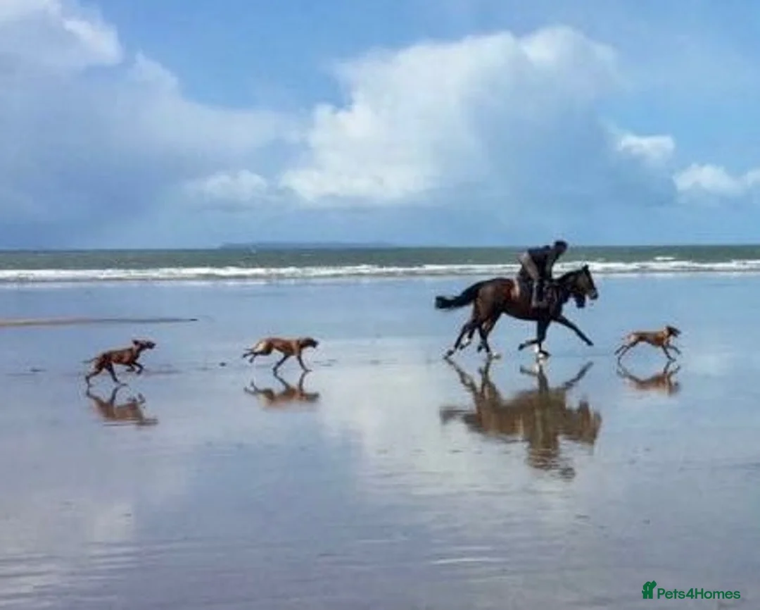 Hungarian Vizsla dogs for sale: KC Vizsla Puppies for Licensed breeder - Advert 1