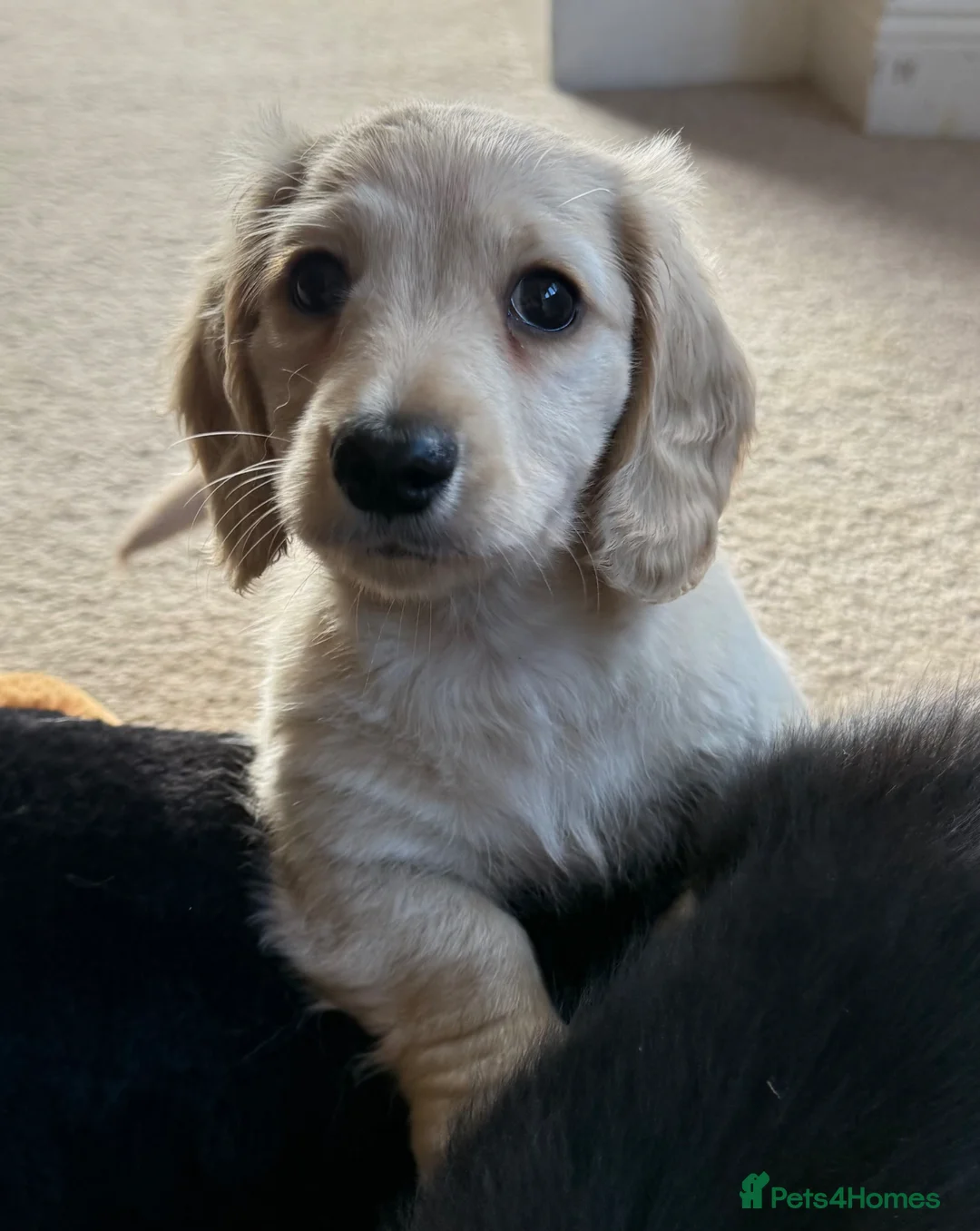 Dachshund dogs for sale: KC registered miniature long haired  - Advert 1