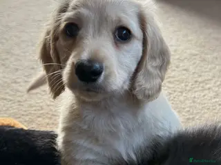 Dachshund dogs KC registered miniature long haired - Advert 1