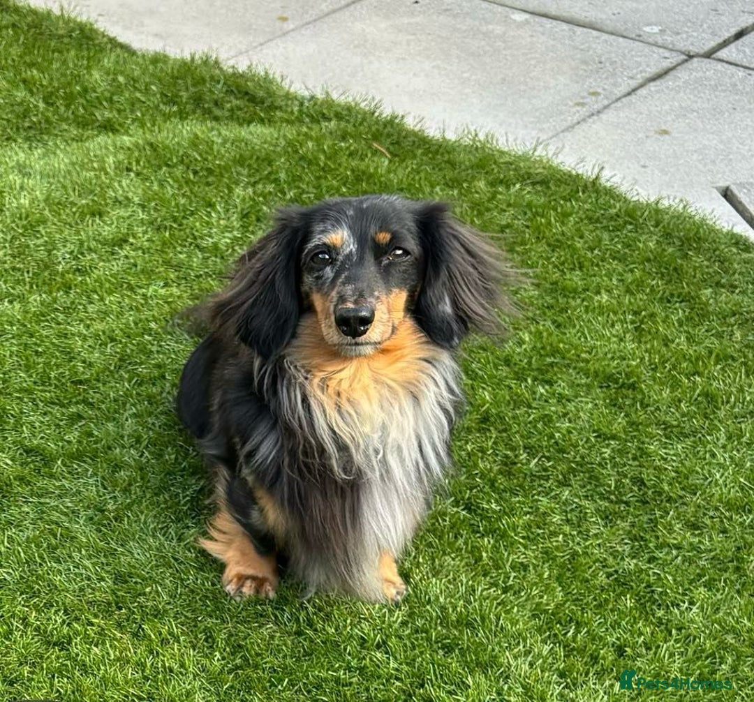Miniature Dachshund dogs for sale: Adorable miniature puppies for sale - Image 4