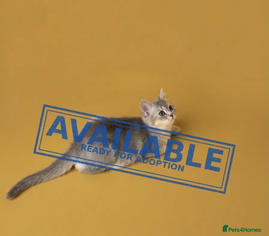 British Longhair cats 🐾 TICA Reg B.S.H Boy 🐾 - Advert 1