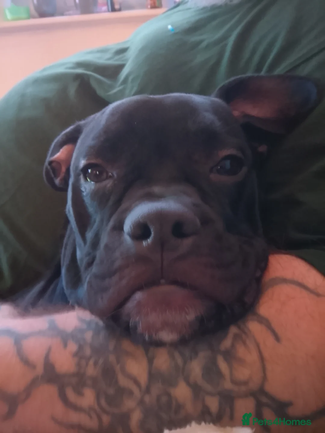 American Bull Staffy dogs for sale: 7 month old pup. - Advert 1