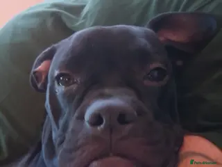 American Bull Staffy dogs 7 month old pup. - Advert 2