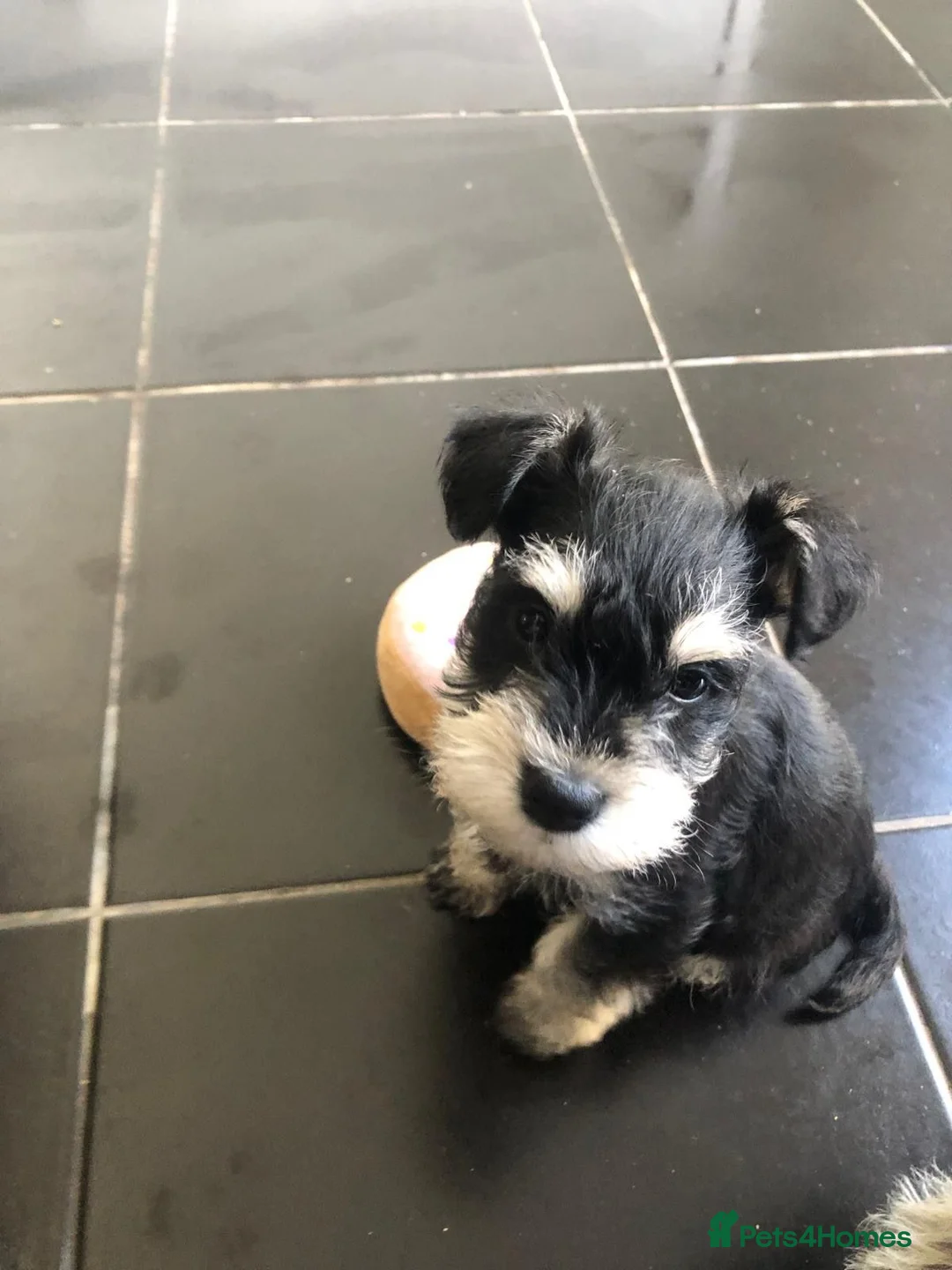 Miniature Schnauzer dogs for sale: Miniature Schnauzer male puppy in Wallasey - Advert 2