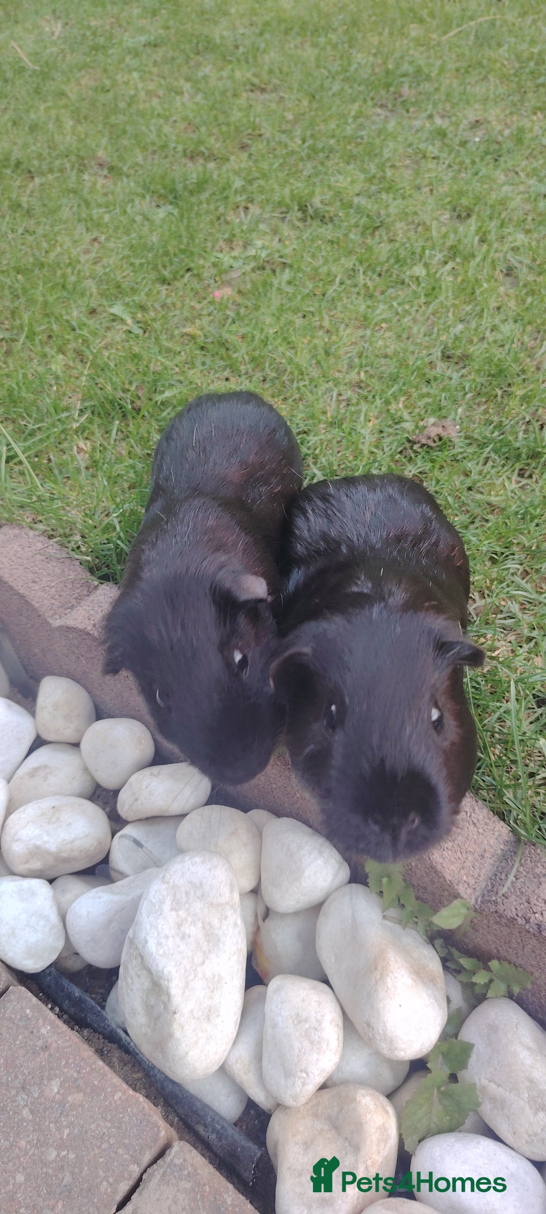 Guinea Pig rodents for sale: Two male guinea pigs brothers well bonded  - Image 1