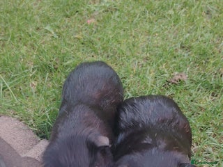 Guinea Pig rodents - Advert 25