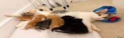 Mixed Breed cats for sale: 3 male 3 female cute kittens - Advert 5