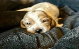 Cocker Spaniel dogs for sale: Working cocker spaniel puppies - Image 12