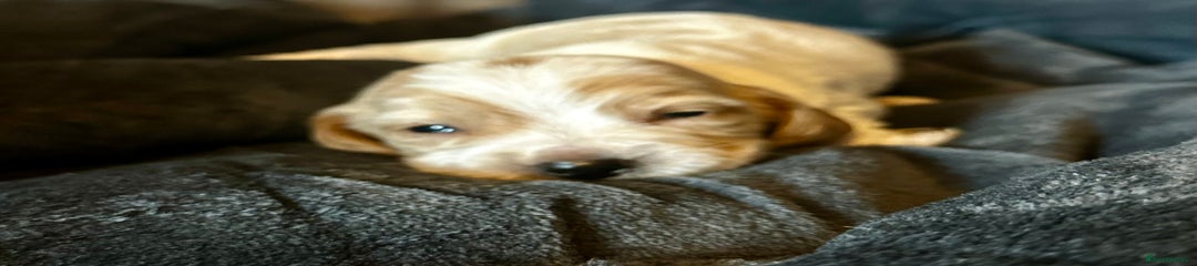 Cocker Spaniel Puppy 4 golden roan