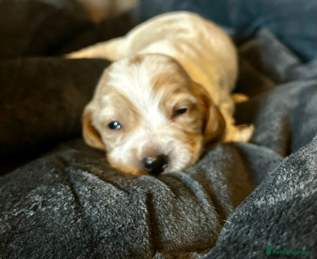 Cocker Spaniel dogs for sale: Working cocker spaniel puppies - Image 12