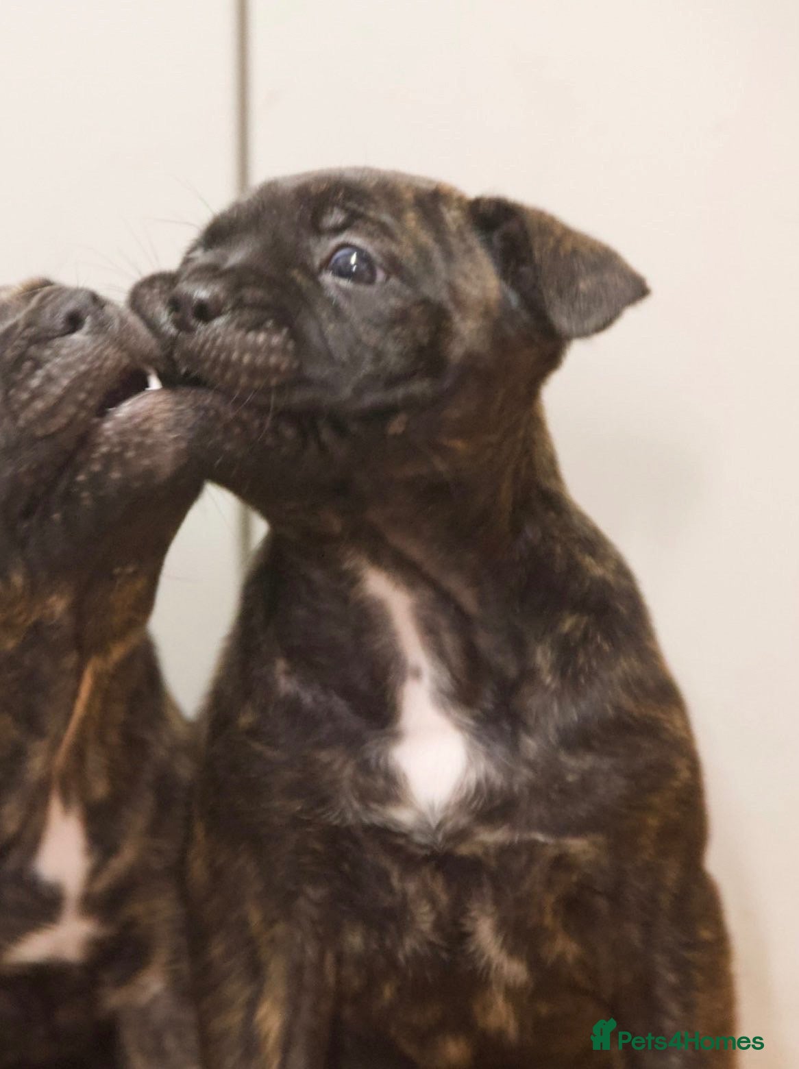 Mixed Breed dogs French bulldog  x staffy  - Advert 2