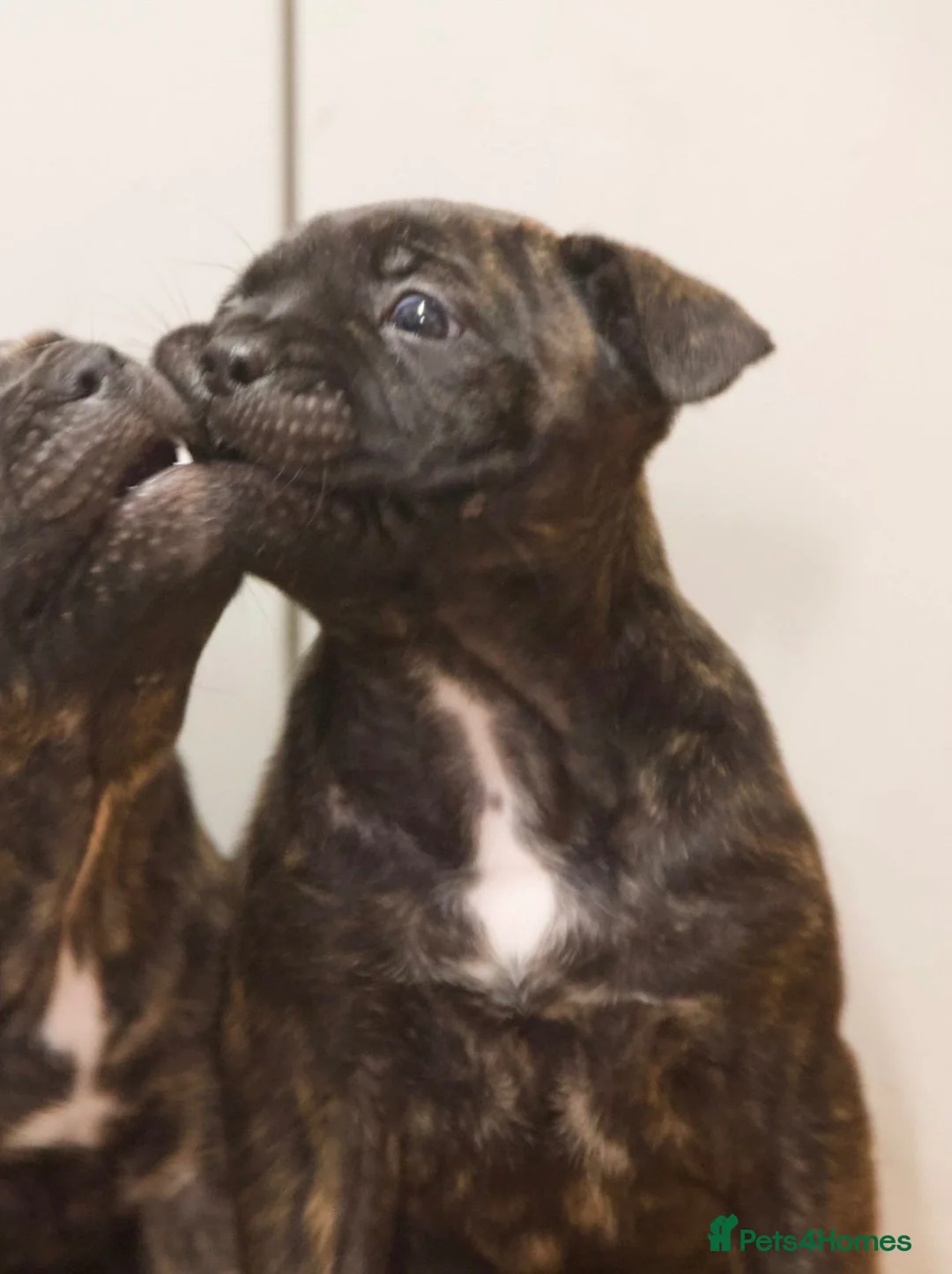 Mixed Breed dogs for sale: French bulldog  x staffy  in Bristol - Advert 1