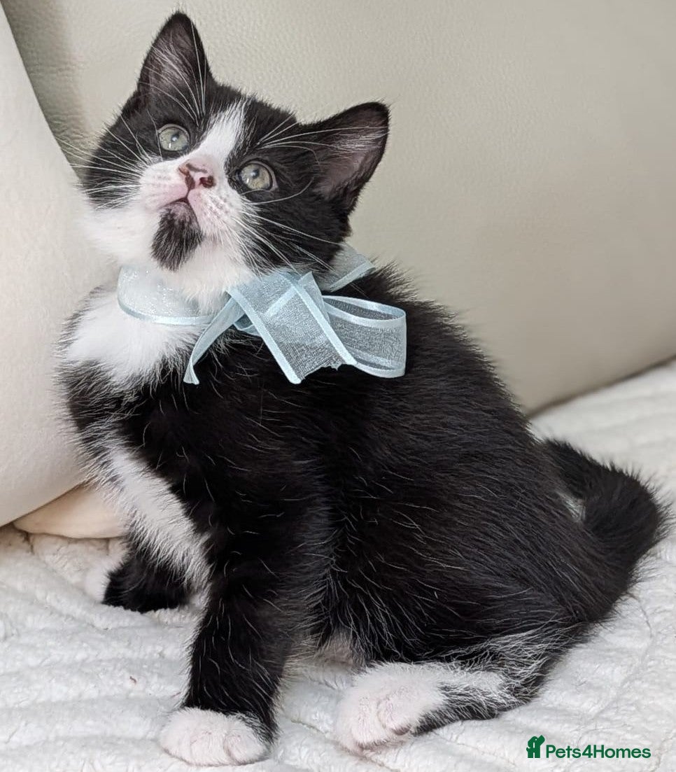 European cats  Stunning Litter  5Tabby  Kittens – Ready Soon! - Advert 2