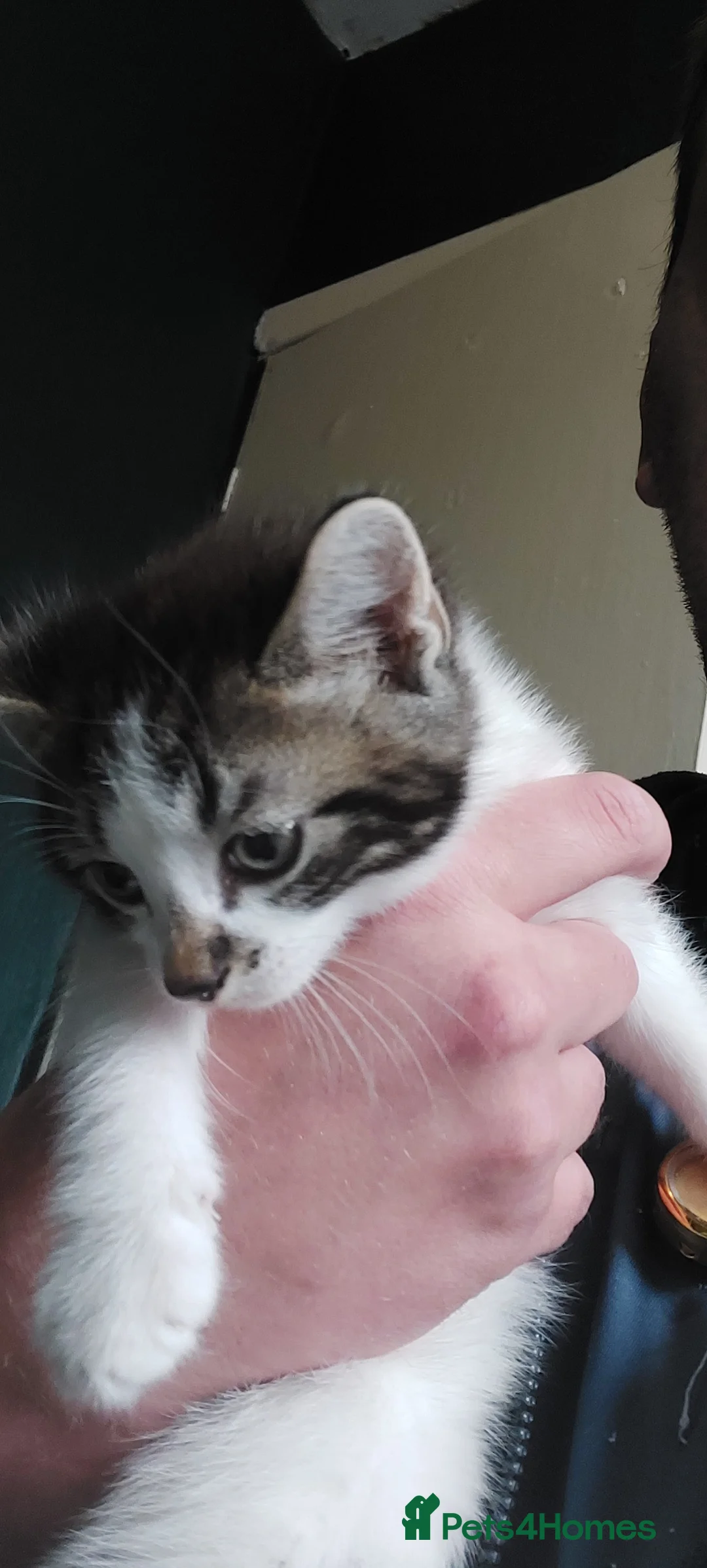 Mixed Breed cats for sale: Mixed Breed Kittens For Sale - Advert 6