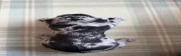 French Bulldog dogs for sale: 1 male 3 female litter  - Advert 4