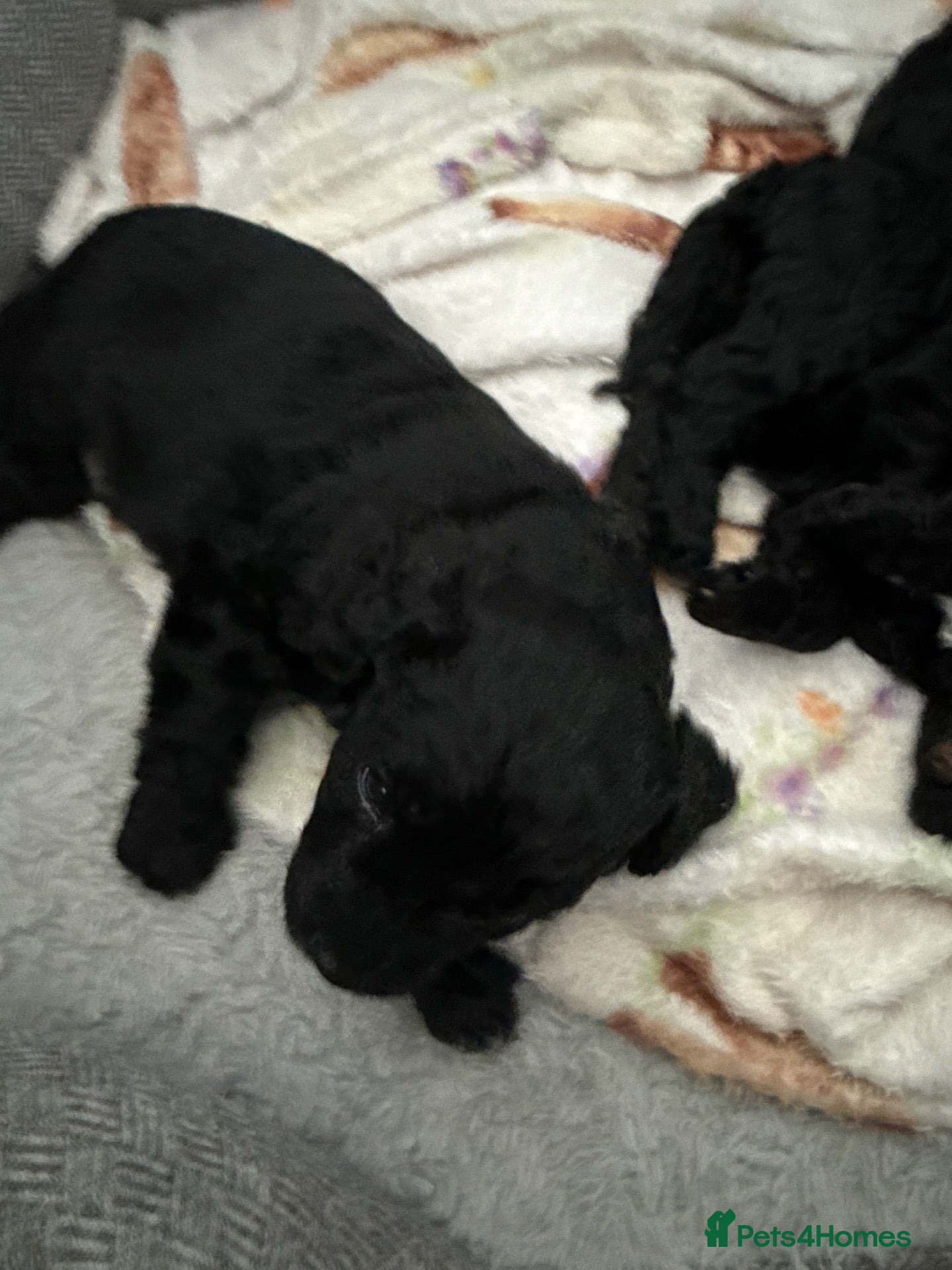 Mixed Breed dogs Two black haired male puppies - Advert 2