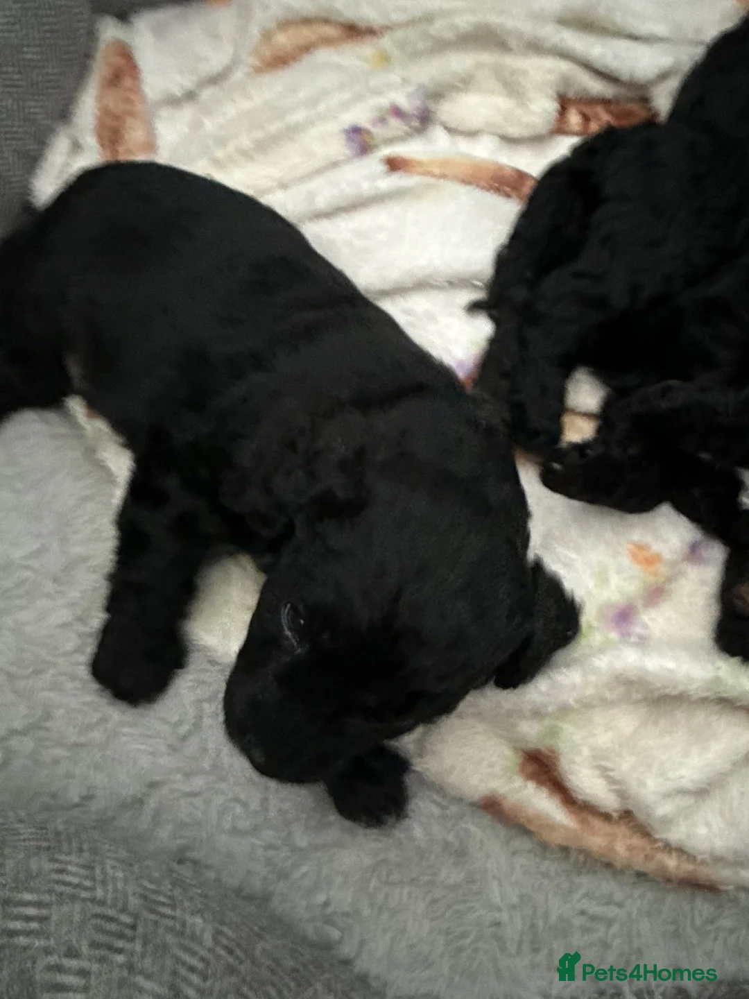 Mixed Breed dogs for sale: Two black haired male puppies in Bideford - Advert 1