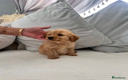 Labradoodle dogs for sale: labradoodles puppies - Image 5