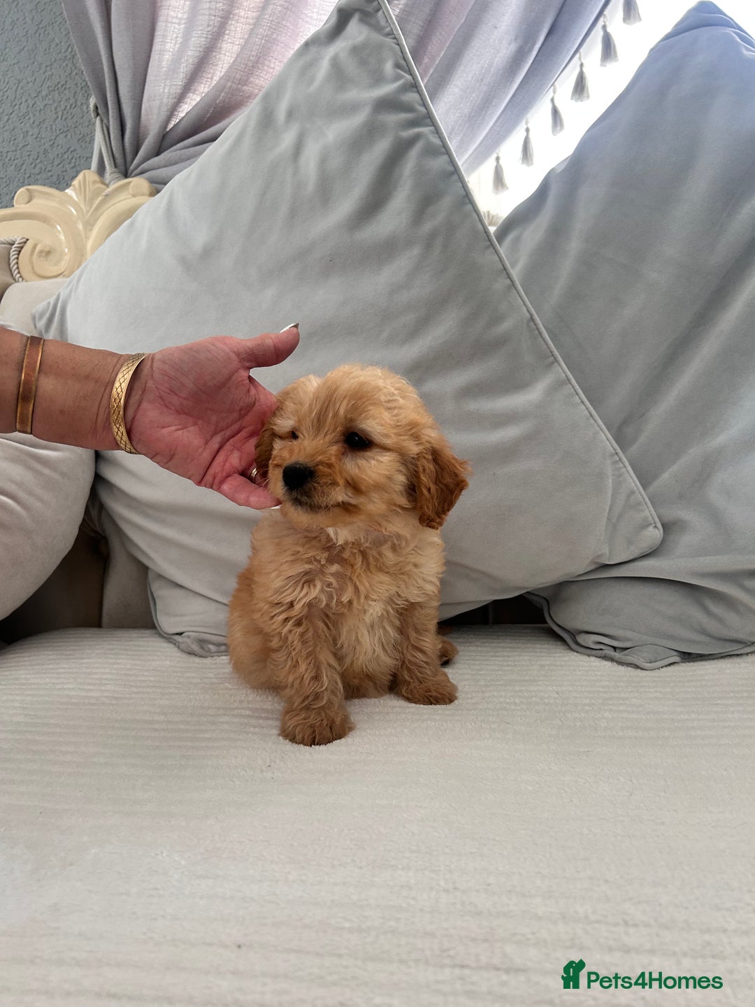 Labradoodle dogs for sale: labradoodles puppies - Image 5