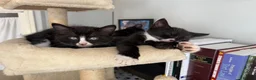 Mixed Breed cats for sale: 3 cheeky kittens - Advert 11