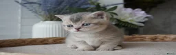 Munchkin cats for sale: ⚜️Rare munchkins⚜️ - Advert 5