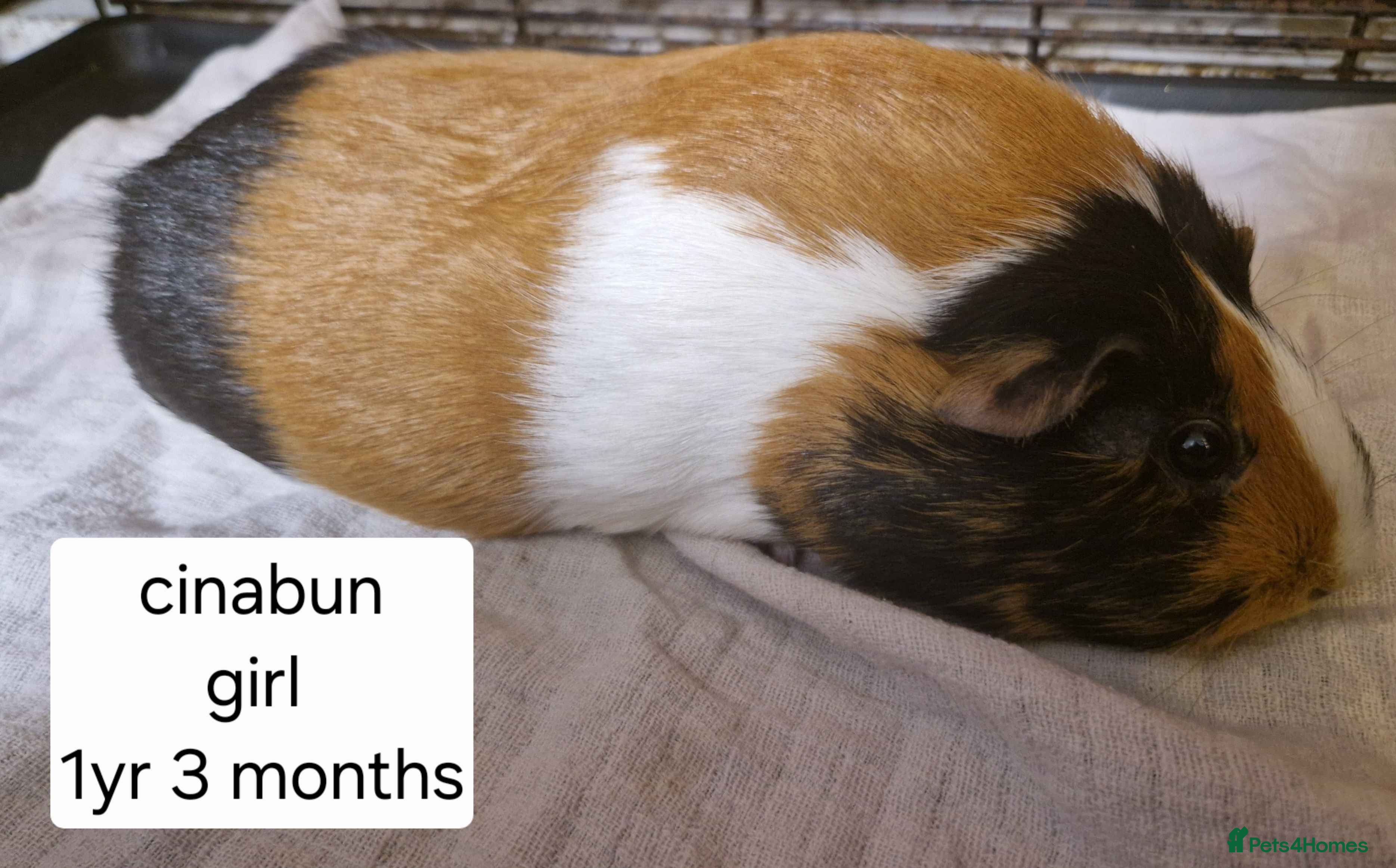 Guinea Pig rodents Tri coloured guinea pig girl - Advert 19