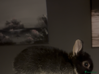 Netherland Dwarf rabbits - Advert 5